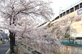 �݂ǂ�쉈���W���X�R����i�O��_�C�������h�V�e�B�[�L�����ׁj�̍����؂ł�