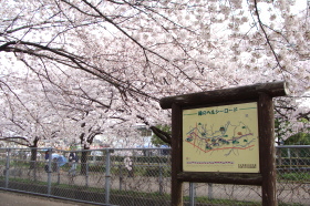 �O���[���Z���^�[���@������p�����΂̍����؂ł�