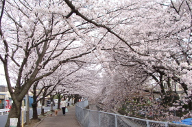 �O���[���Z���^�[���@������p�����΂̍����؂ł�