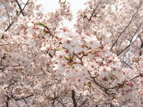 �n�s�������̍��̎ʐ^