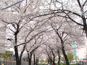 �C�g�[���[�J�h�[�ђ��X������