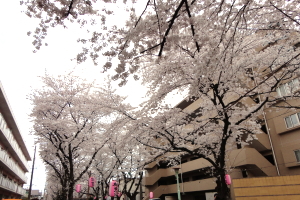 �n�s�쒬���܂�@���ʐ^