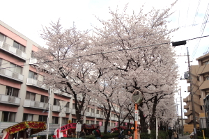 �n�s�쒬���܂�@���ʐ^