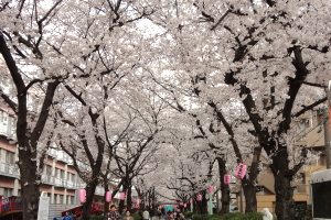 �n�s�쒬���܂�@���ʐ^