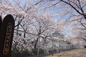 ������p�������E�΂̃w���V�[���[�h�@�����؎ʐ^