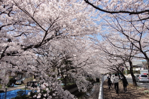 ������p�������E�΂̃w���V�[���[�h�@�����؎ʐ^