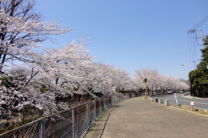 ������p�������E�΂̃w���V�[���[�h�@�����؎ʐ^