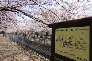 ������p�������E�΂̃w���V�[���[�h�@�����؎ʐ^