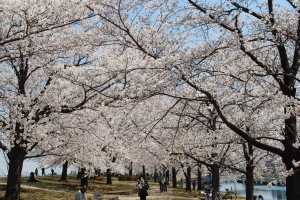 �r��͐�~�u�ԉH����Βn�v���̎ʐ^