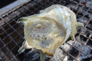 �T�U�G�̚�Ă�