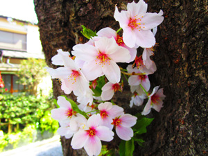 �n�s�쒬���܂�