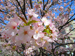 �˓c�s���z������